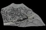 Pennsylvanian Fossil Plant (Sphenopteridium) - Kinney Quarry, NM #80500-1